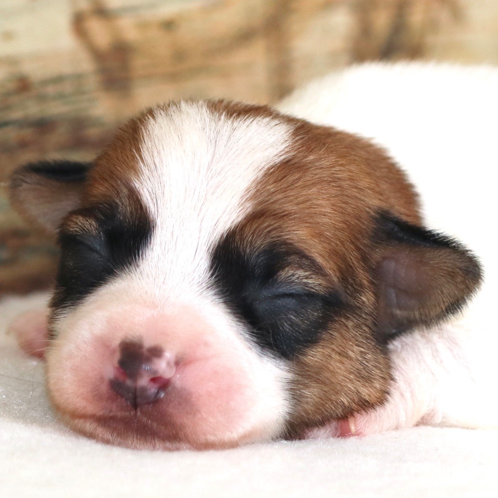 Royal Fox Road - Chiot disponible  - Jack Russell Terrier