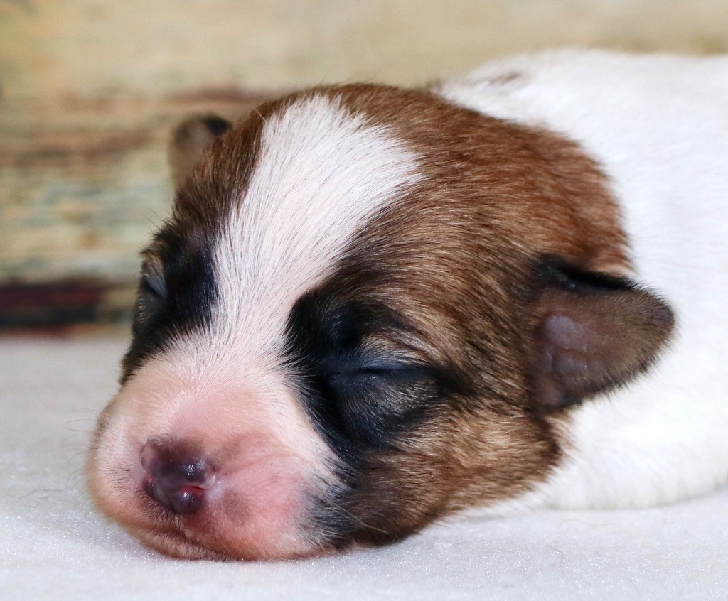 Royal Fox Road - Chiot disponible  - Jack Russell Terrier