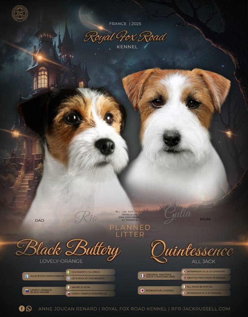 Chiot Jack Russell Terrier Royal Fox Road