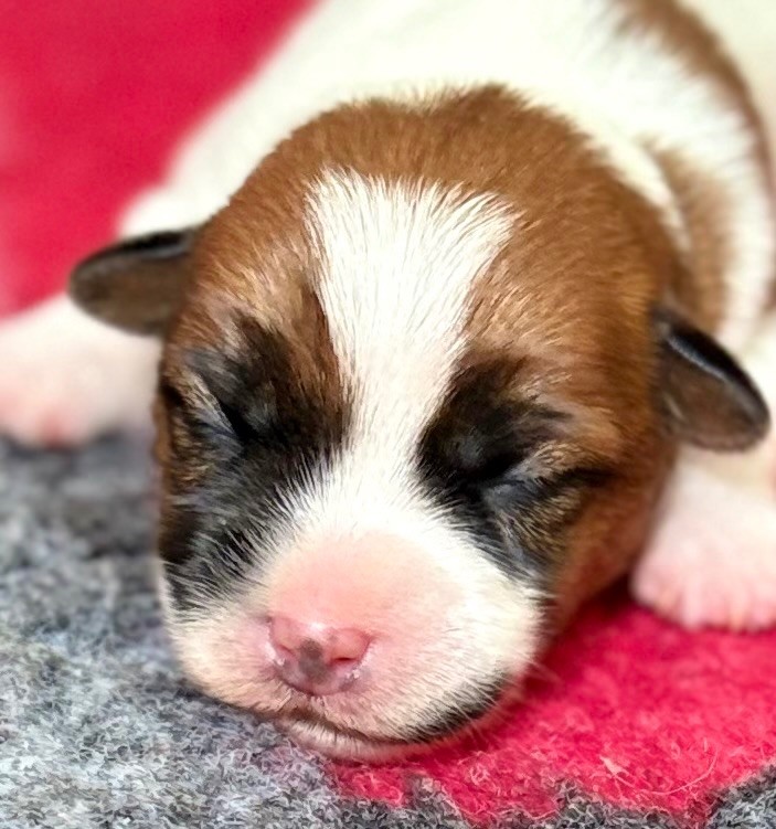 Royal Fox Road - Chiots disponibles - Jack Russell Terrier