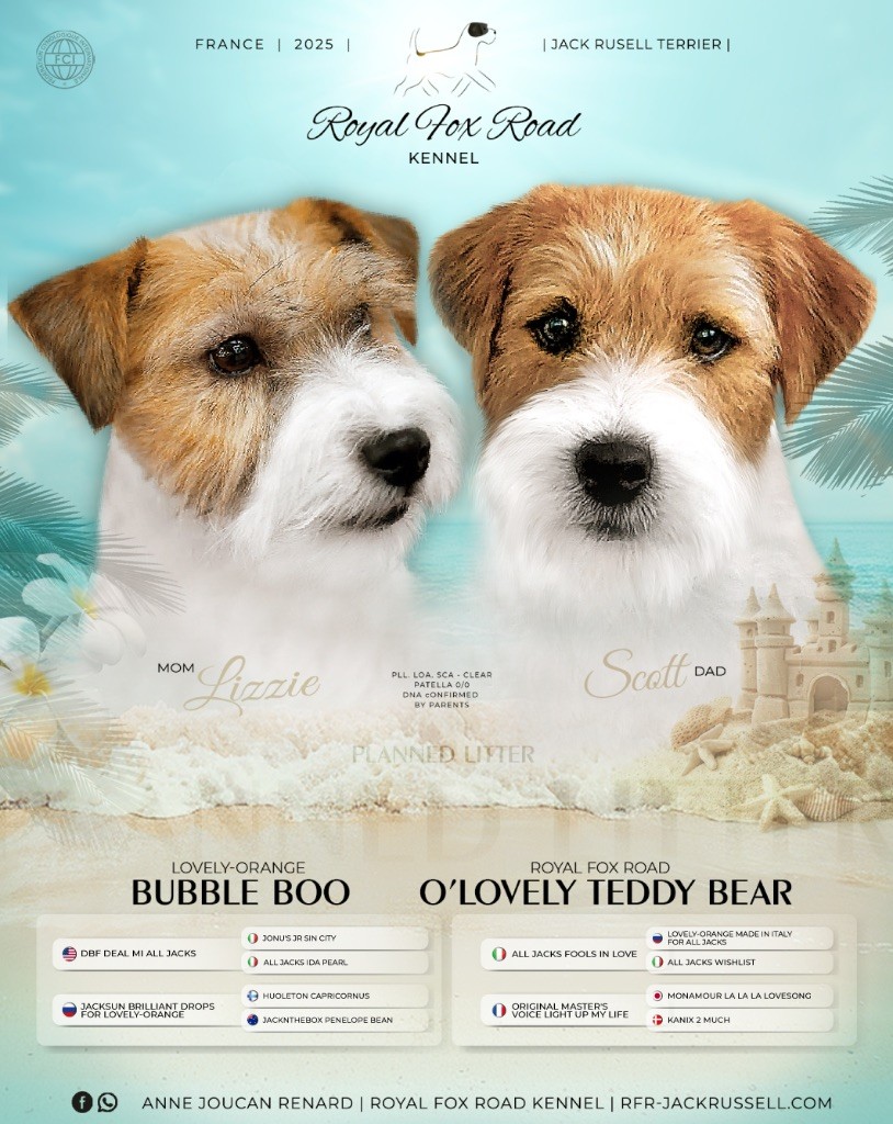 Chiot Jack Russell Terrier Royal Fox Road