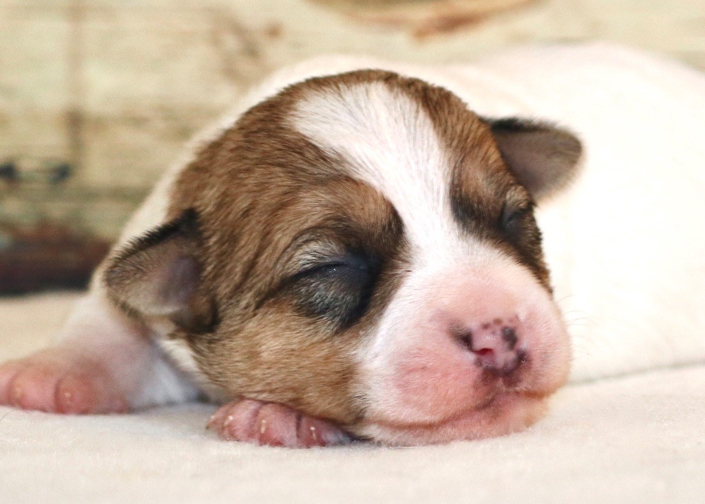 Royal Fox Road - Chiots disponibles - Jack Russell Terrier